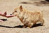 NORWICH TERRIER CAVAGE 114